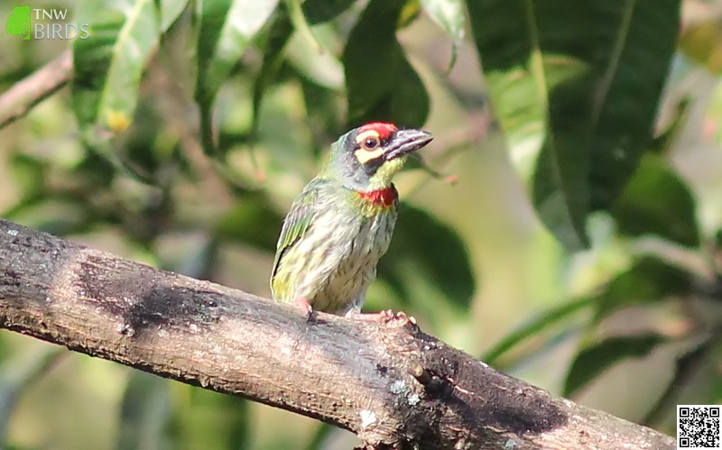 Coppersmith Barbet